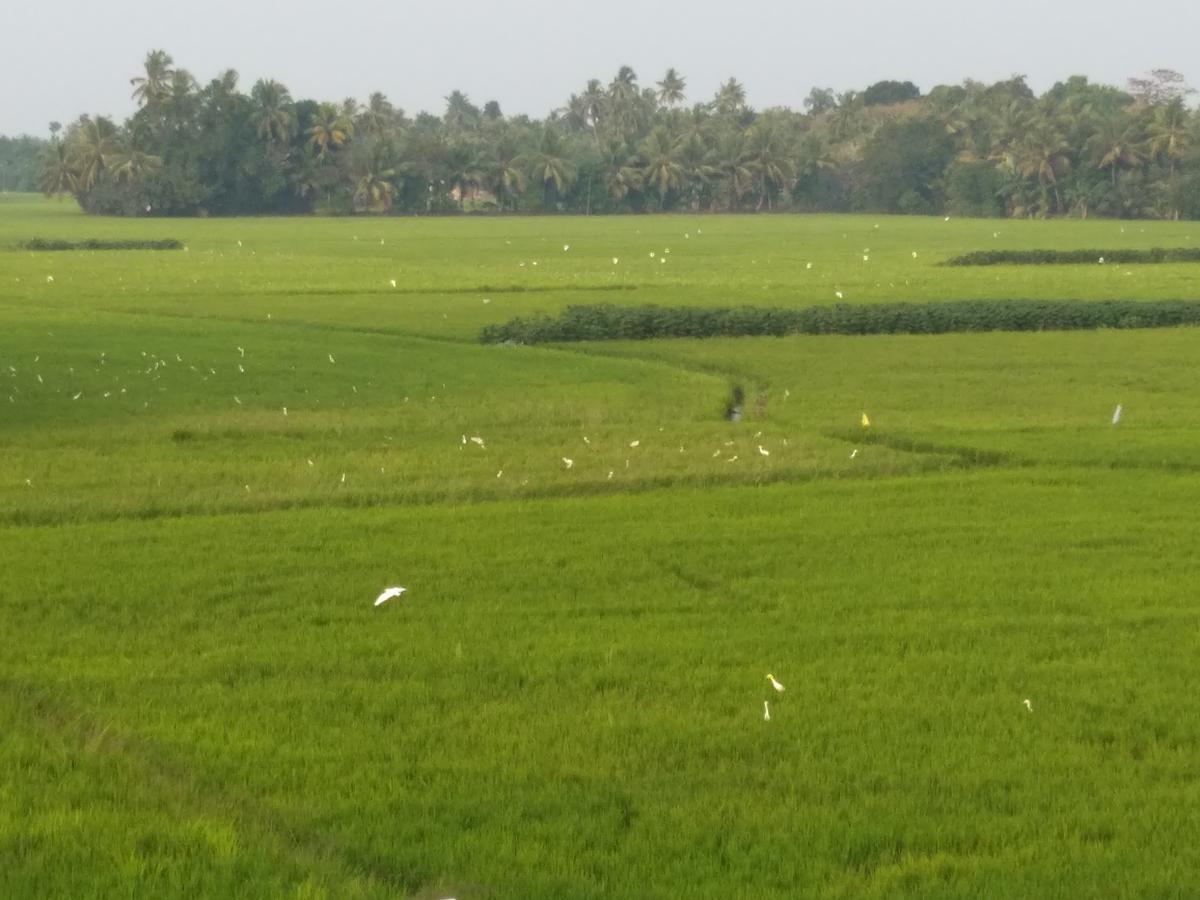 Pozhiyoram Ayurveda Beach Resort Alappuzha Kültér fotó